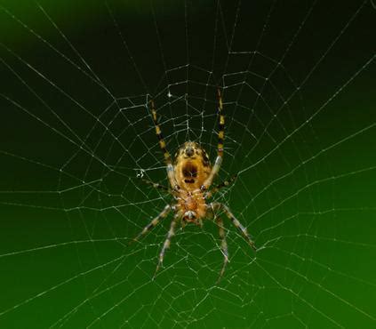 9運 行業 蜘蛛是什么梗